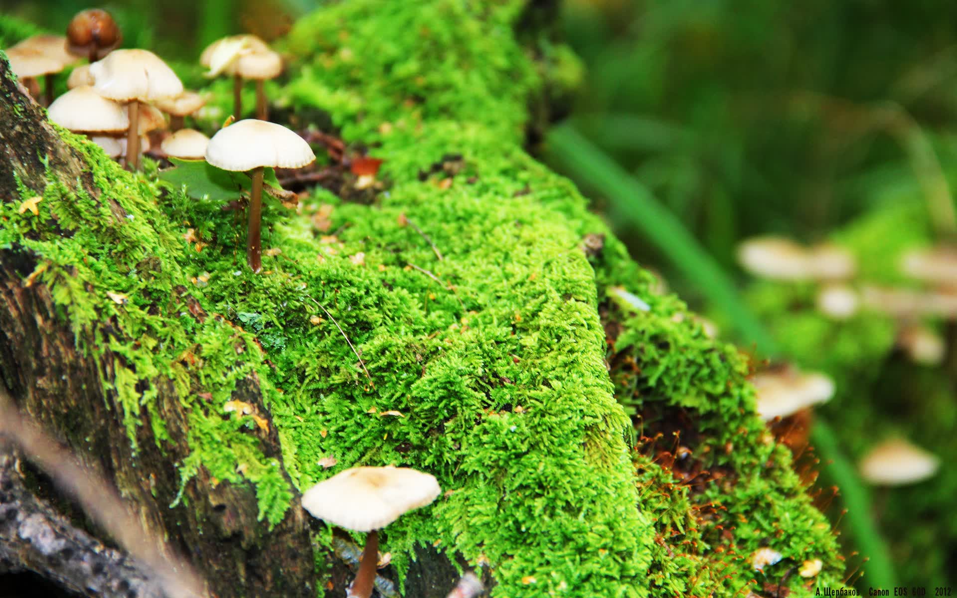 世界射击锦标赛:狙击手稳定发挥夺牌,世界射击锦标赛游戏